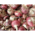 exportando cebolla roja a Indonesia